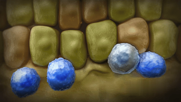 تبدیلشدن سلول بنیادی به سلولهای بافت