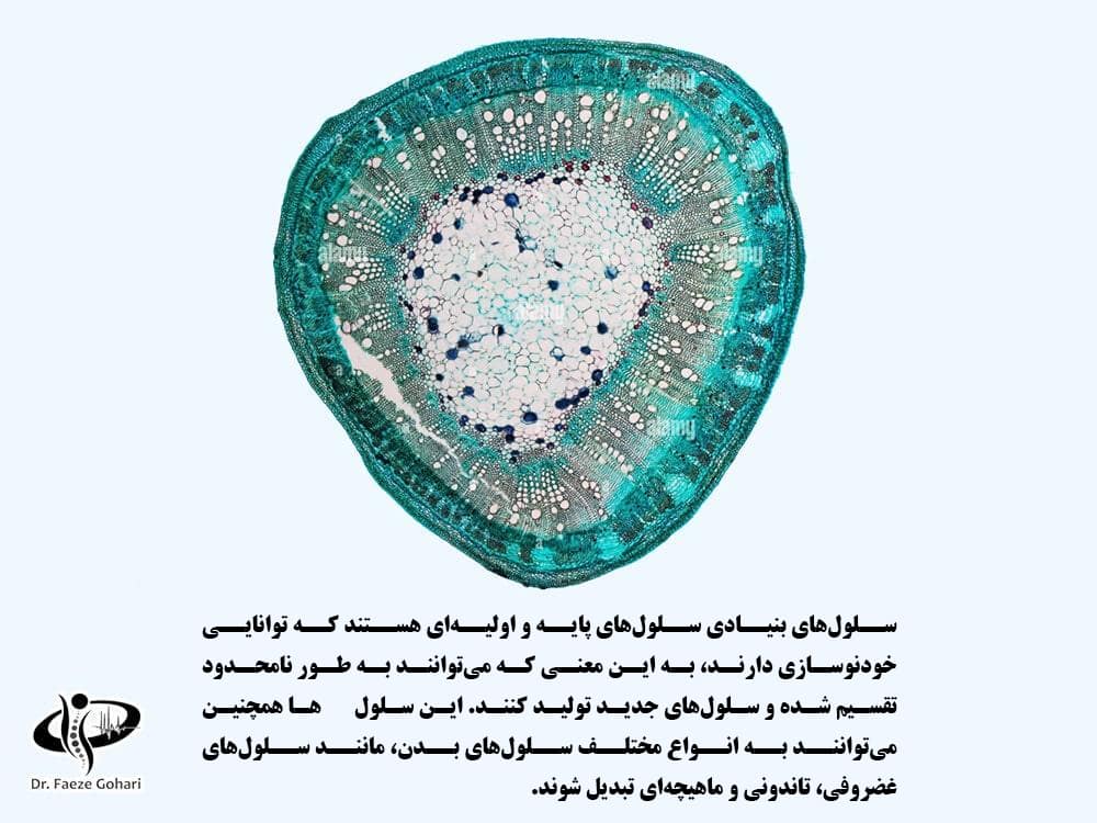 سلول های بنیادی