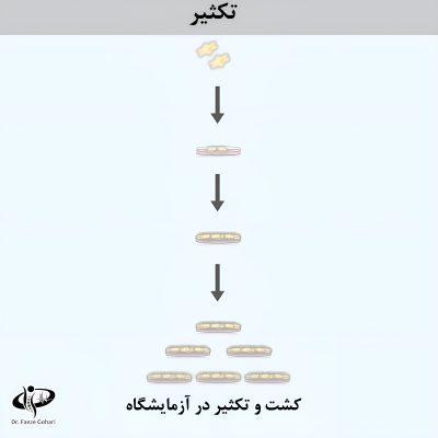 کشت و تکثیر در آزمایشگاه