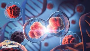 سلول های بنیادی