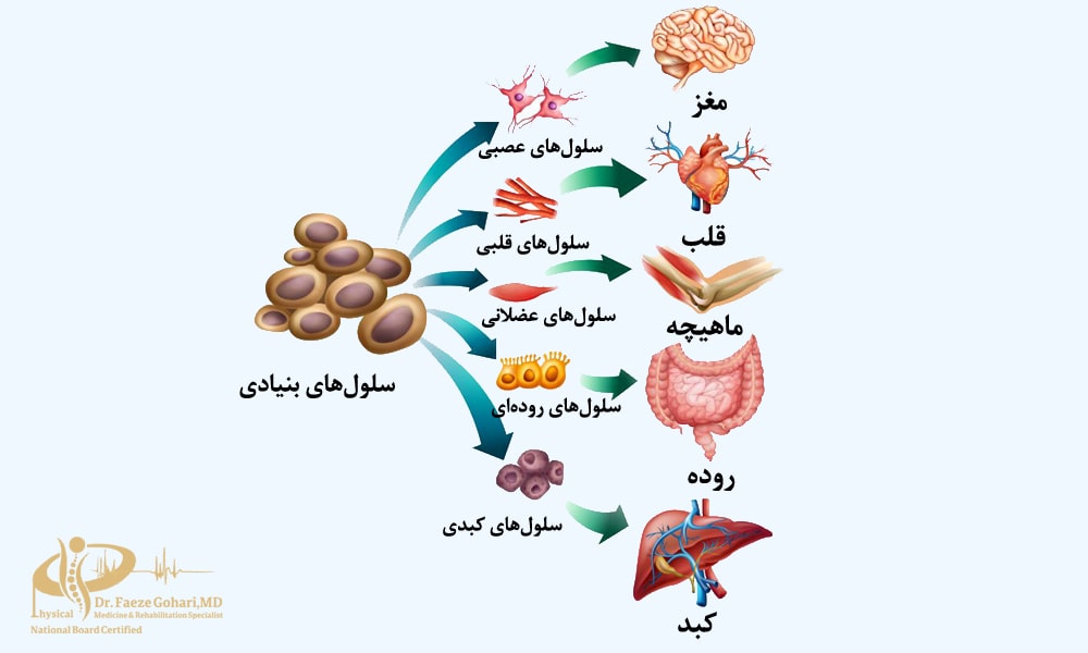 سلولهای بنیادی