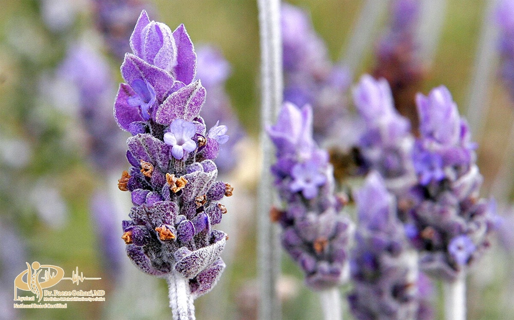 روغن اسطوخودوس