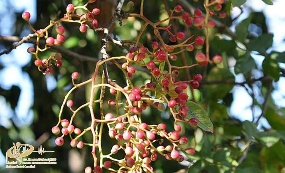 روغن بنه (پسته کوهی)