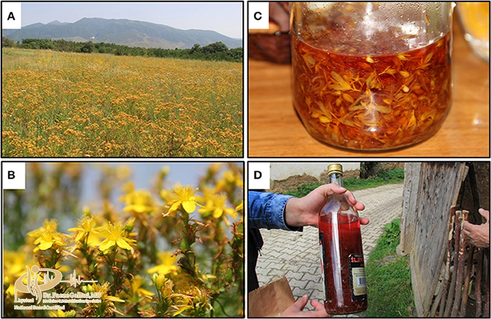 روغن گل راعی (علف چای)